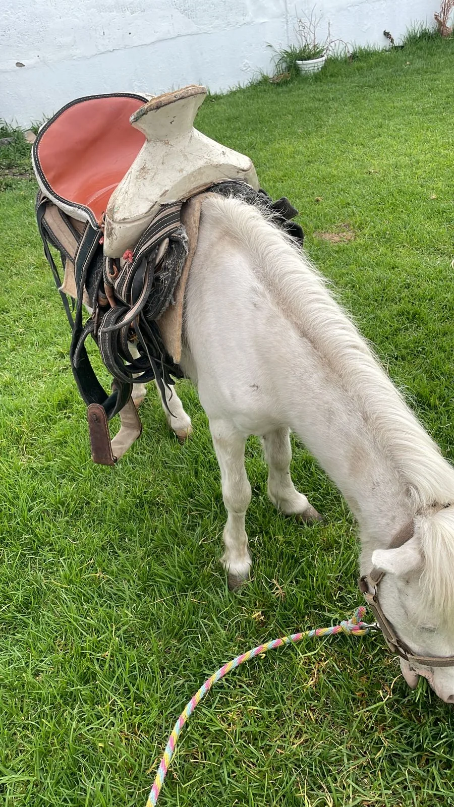 Pony en área verde del jardín